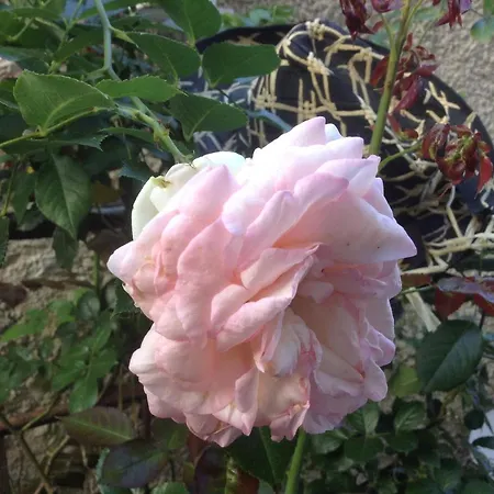 Bed & Breakfast D'hotes Le Nid Du Phare Avec Jacuzzi Prive